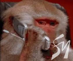 ���� ������ � ������� 5 ���� ����������� ���